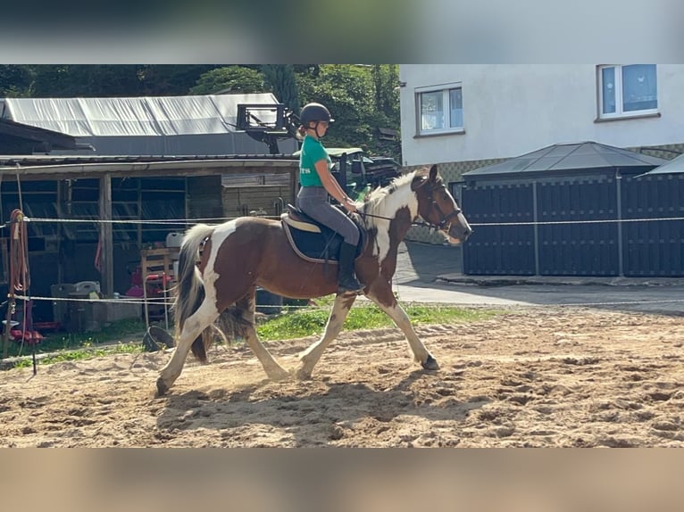 More ponies/small horses Gelding 4 years 15 hh Pinto in Morsbach