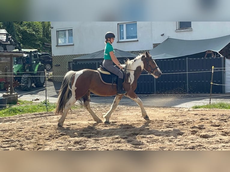 More ponies/small horses Gelding 4 years 15 hh Pinto in Morsbach