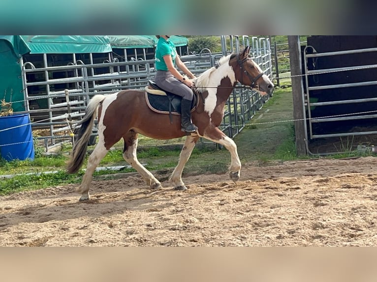 More ponies/small horses Gelding 4 years 15 hh Pinto in Morsbach