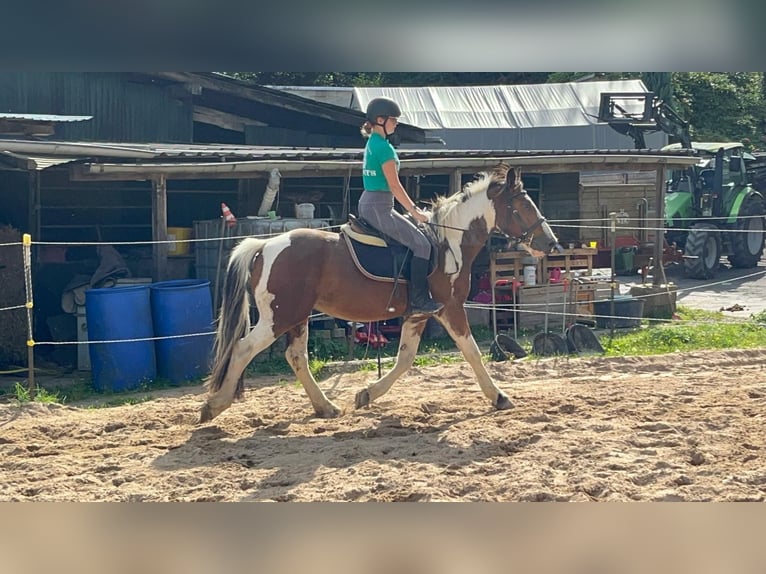 More ponies/small horses Gelding 4 years 15 hh Pinto in Morsbach