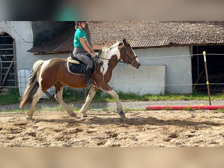 More ponies/small horses Gelding 4 years 15 hh Pinto in Morsbach