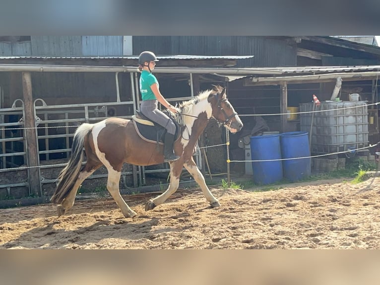 More ponies/small horses Gelding 4 years 15 hh Pinto in Morsbach