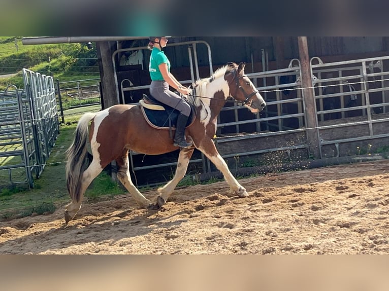 More ponies/small horses Gelding 4 years 15 hh Pinto in Morsbach