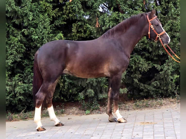 More ponies/small horses Gelding 4 years 15,1 hh Chestnut in Csabaszabadi