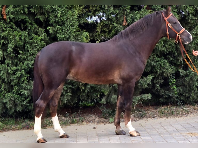 More ponies/small horses Gelding 4 years 15,1 hh Chestnut in Csabaszabadi