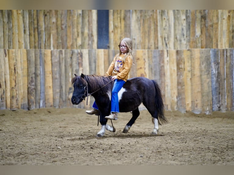 More ponies/small horses Gelding 4 years 8,1 hh Pinto in Corsica