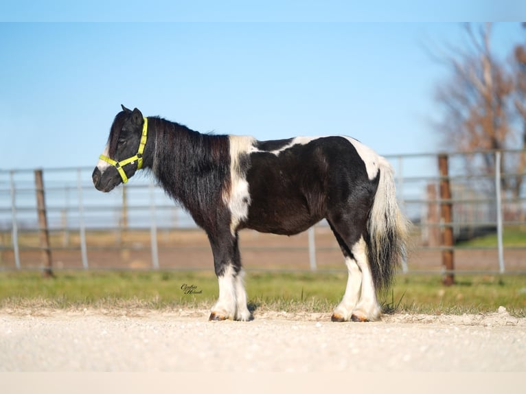 More ponies/small horses Gelding 4 years 8,1 hh Pinto in Independence