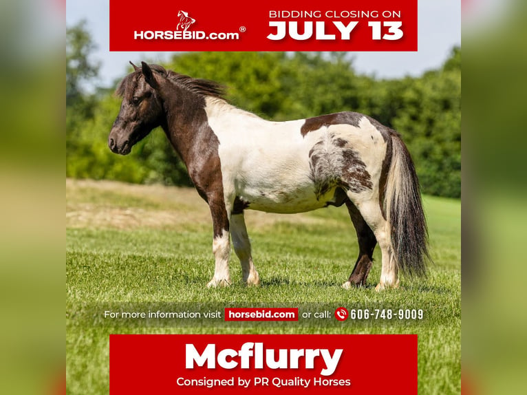 More ponies/small horses Gelding 4 years 8.2 hh Pinto in Ewing