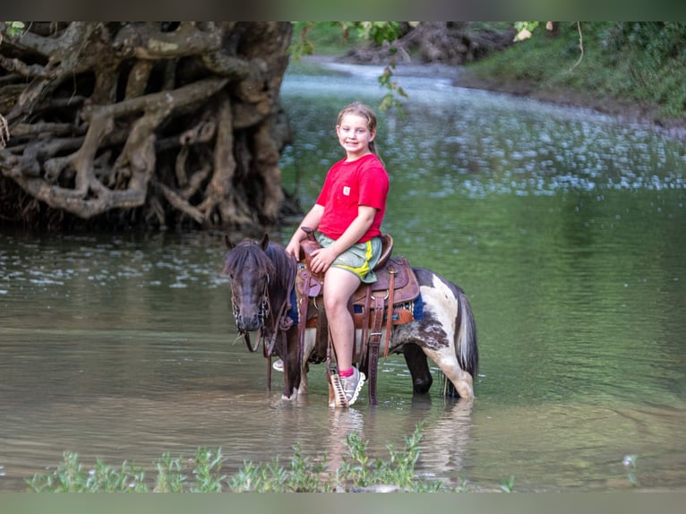 More ponies/small horses Gelding 4 years 8.2 hh Pinto in Ewing