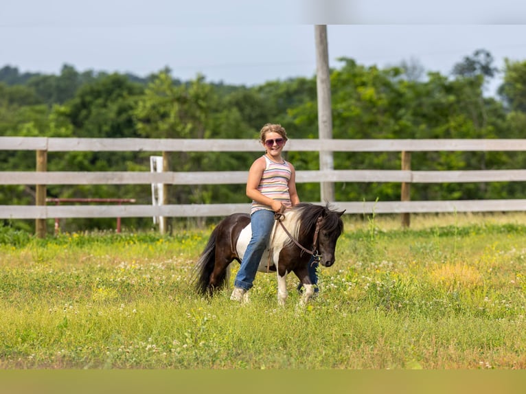 More ponies/small horses Gelding 4 years 8.2 hh Pinto in Ewing