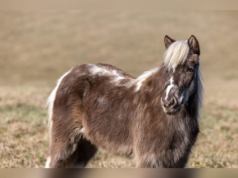 More ponies/small horses Gelding 4 years 8.2 hh Pinto in Ewing