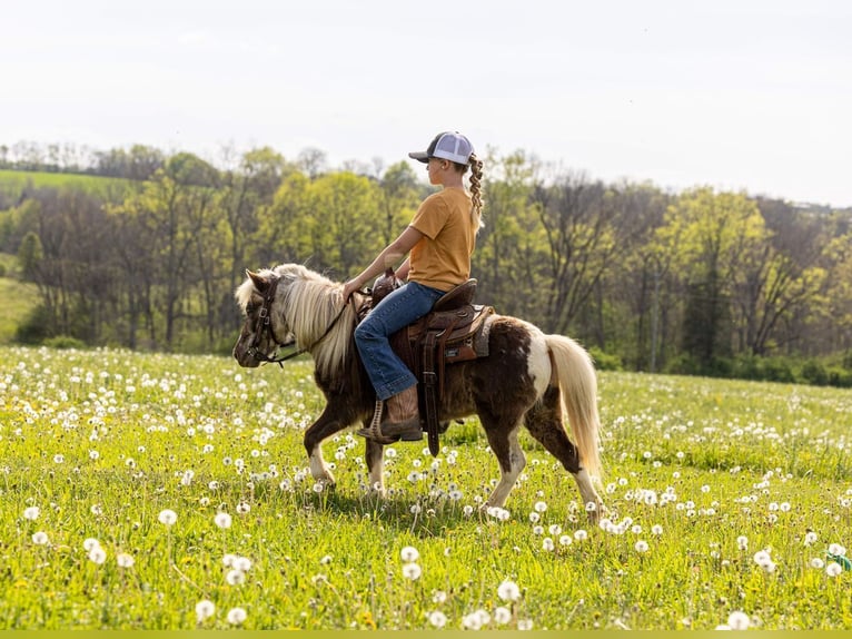More ponies/small horses Gelding 4 years 8.2 hh Pinto in Ewing
