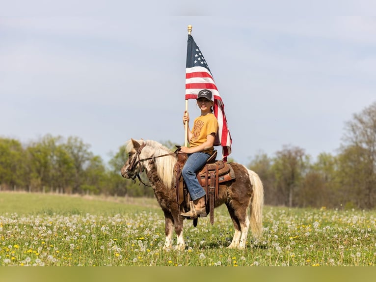 More ponies/small horses Gelding 4 years 8.2 hh Pinto in Ewing