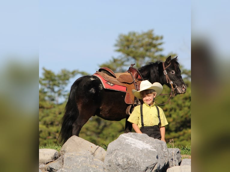 More ponies/small horses Gelding 4 years 8 hh Black in Rebersburg