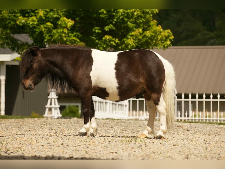 More ponies/small horses Gelding 4 years 8 hh in Fresno, OH