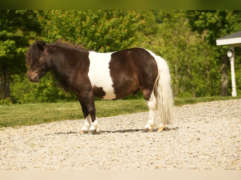 More ponies/small horses Gelding 4 years 8 hh in Fresno, OH