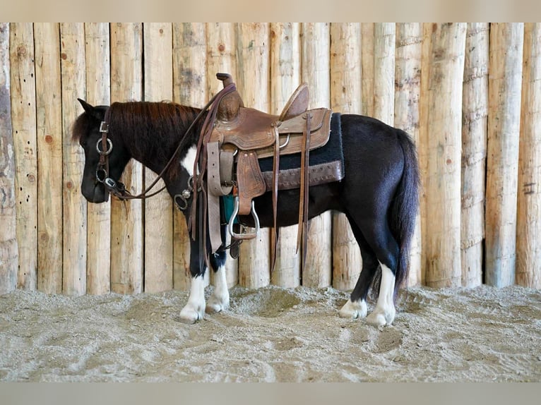 More ponies/small horses Gelding 4 years 8 hh Pinto in Corsica