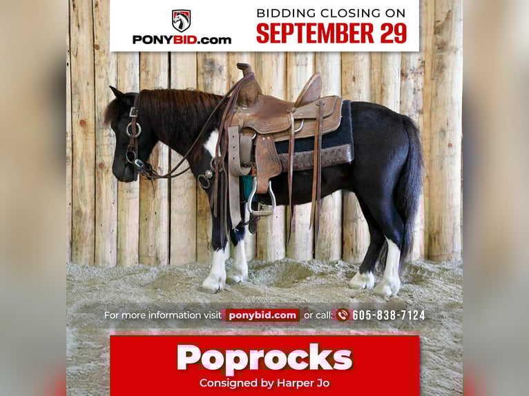 More ponies/small horses Gelding 4 years 8 hh Pinto in Corsica