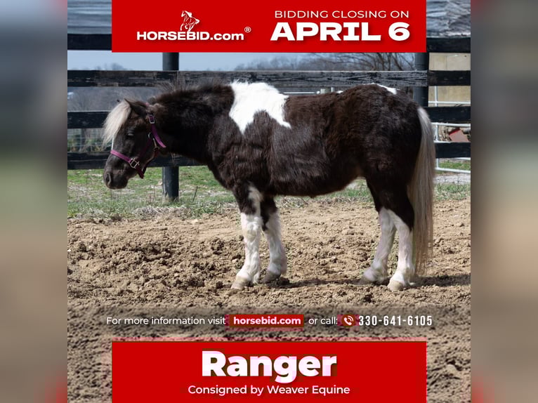 More ponies/small horses Gelding 4 years 9 hh Pinto in Fredericksburg