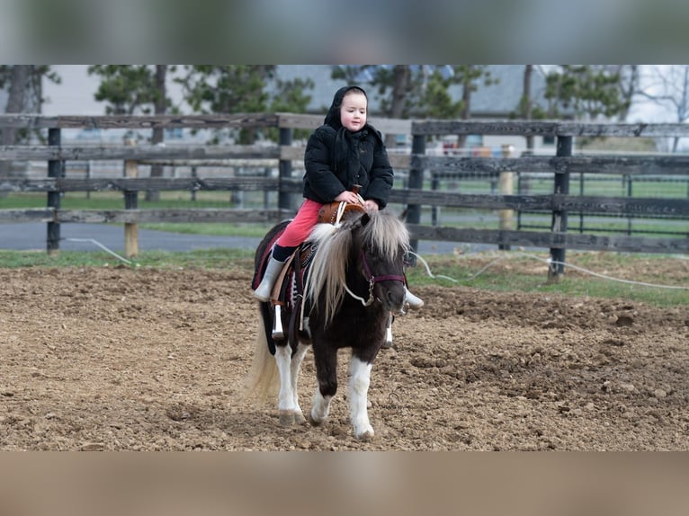 More ponies/small horses Gelding 4 years 9 hh Pinto in Fredericksburg