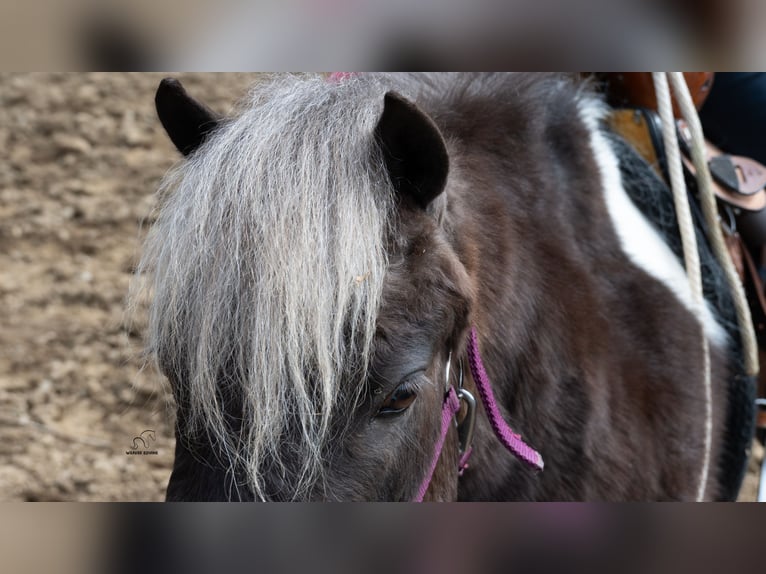 More ponies/small horses Gelding 4 years 9 hh Pinto in Fredericksburg