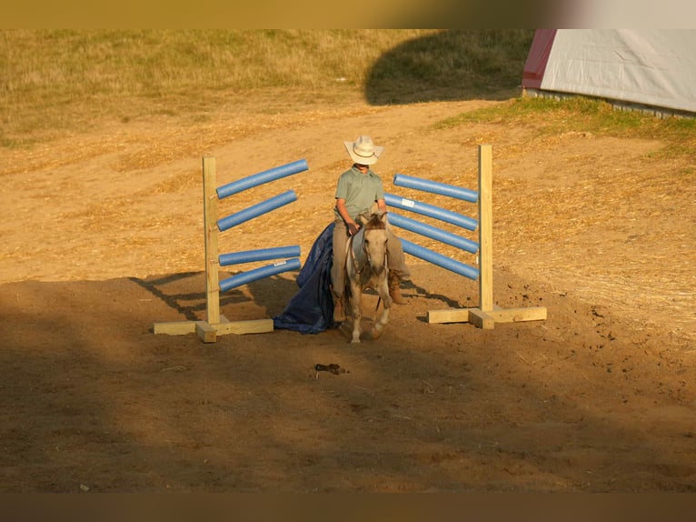 More ponies/small horses Gelding 4 years 9,1 hh Buckskin in Fresno