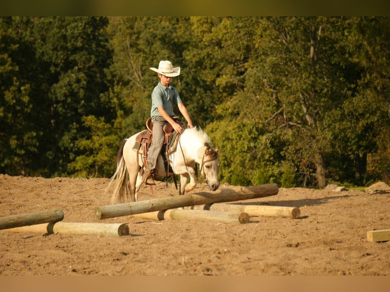 More ponies/small horses Gelding 4 years 9,1 hh Buckskin in Fresno