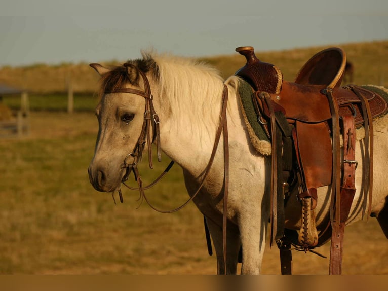 More ponies/small horses Gelding 4 years 9,1 hh Buckskin in Fresno