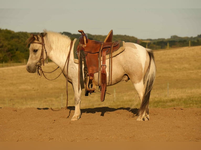 More ponies/small horses Gelding 4 years 9,1 hh Buckskin in Fresno