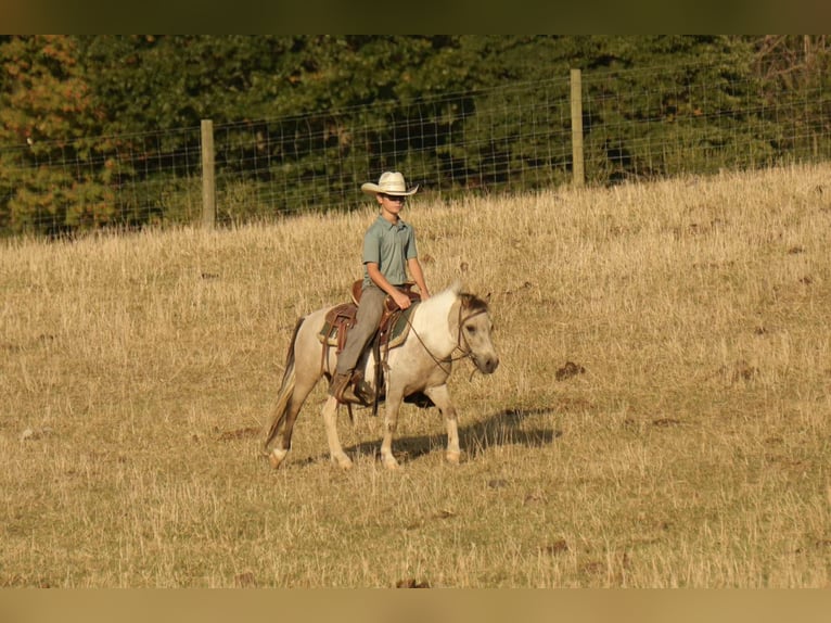 More ponies/small horses Gelding 4 years 9,1 hh Buckskin in Fresno