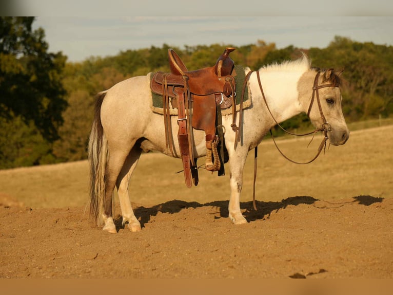 More ponies/small horses Gelding 4 years 9,1 hh Buckskin in Fresno