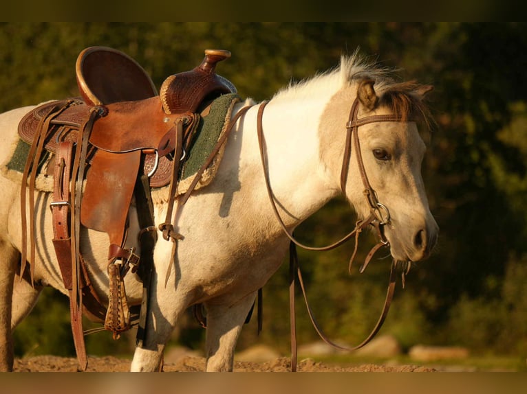 More ponies/small horses Gelding 4 years 9,1 hh Buckskin in Fresno