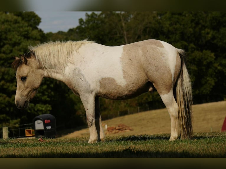 More ponies/small horses Gelding 4 years 9,1 hh Buckskin in Fresno