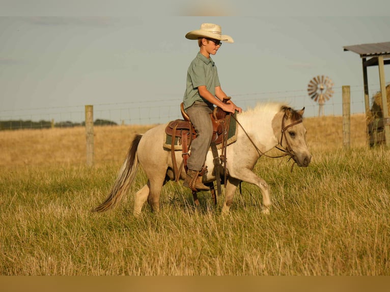 More ponies/small horses Gelding 4 years 9,1 hh Buckskin in Fresno