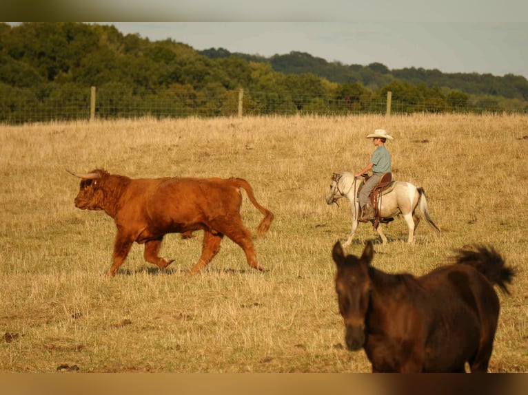 More ponies/small horses Gelding 4 years 9,1 hh Buckskin in Fresno
