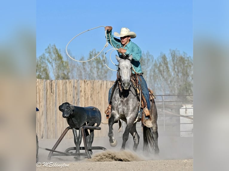 More ponies/small horses Gelding 4 years Buckskin in Rigby
