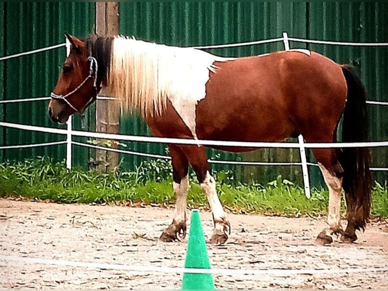 More ponies/small horses Mix Gelding 4 years Pinto in Frohburg