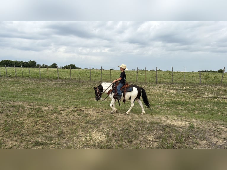 More ponies/small horses Gelding 4 years Pinto in Weatherford