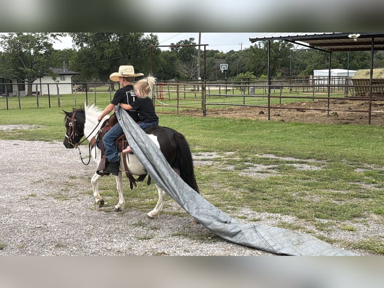 More ponies/small horses Gelding 4 years Pinto in Weatherford