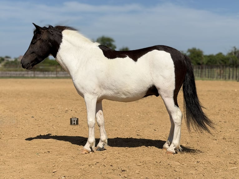 More ponies/small horses Gelding 4 years Pinto in Weatherford