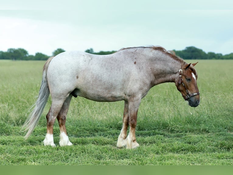 More ponies/small horses Gelding 4 years Roan-Red in Purdy