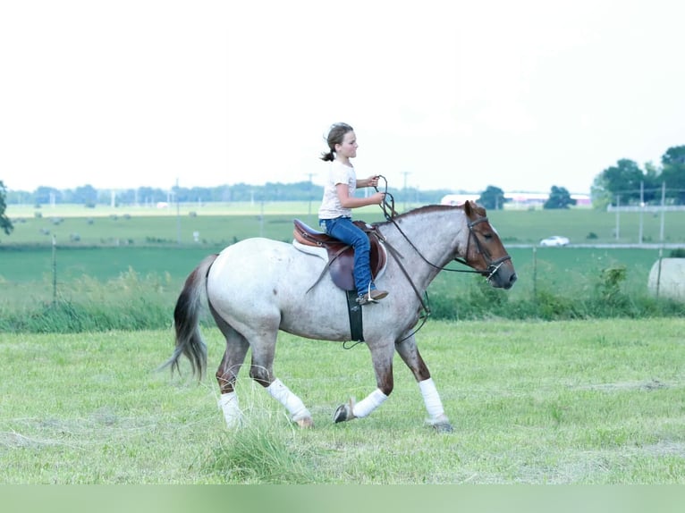 More ponies/small horses Gelding 4 years Roan-Red in Purdy