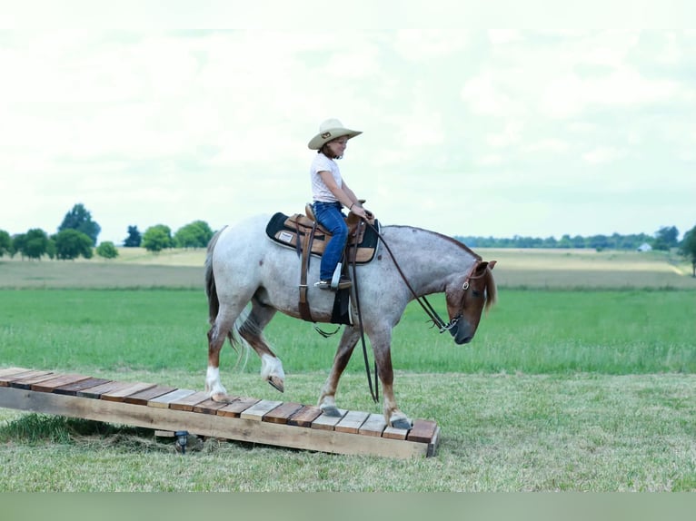 More ponies/small horses Gelding 4 years Roan-Red in Purdy
