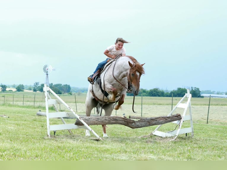 More ponies/small horses Gelding 4 years Roan-Red in Purdy