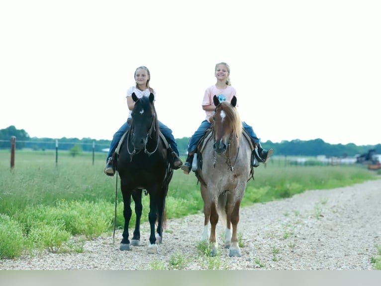 More ponies/small horses Gelding 4 years Roan-Red in Purdy