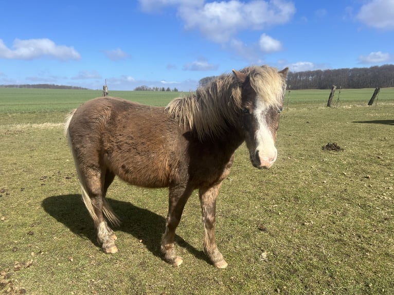 More ponies/small horses Mix Gelding 5 years 10.2 hh Chestnut in Kaltohmfeld