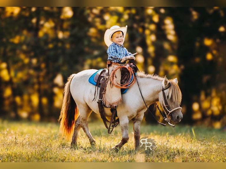 More ponies/small horses Gelding 5 years 10 hh Dun in Lyles