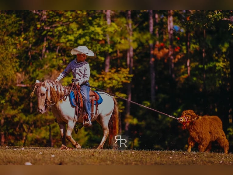 More ponies/small horses Gelding 5 years 10 hh Dun in Lyles