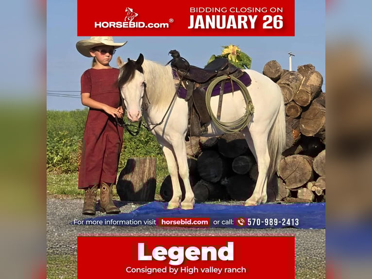 More ponies/small horses Gelding 5 years 10 hh Pinto in Allenwood