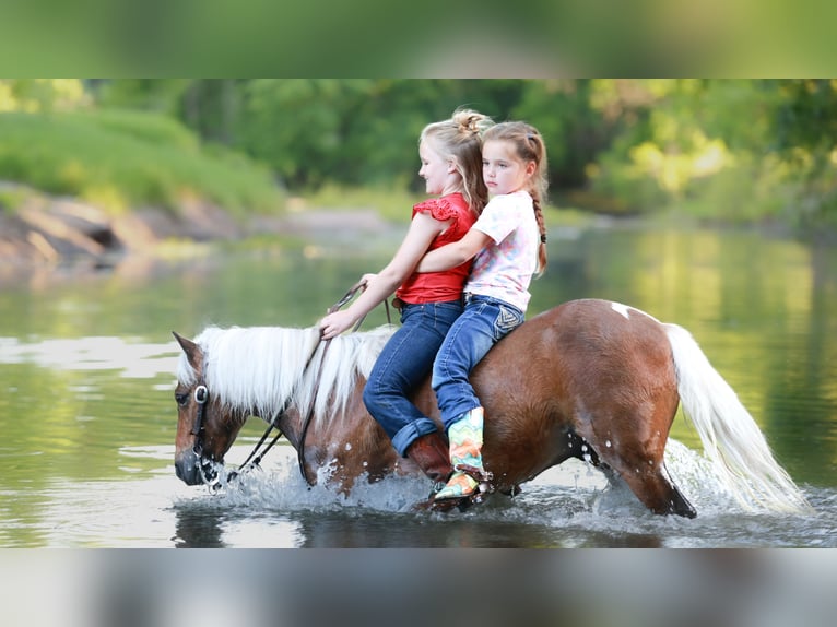 More ponies/small horses Gelding 5 years 10 hh Pinto in Sedalia